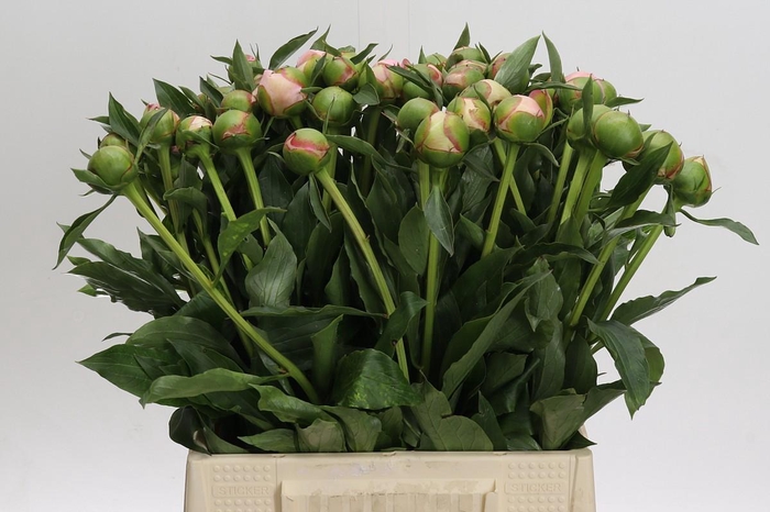 <h4>Paeonia Alertie</h4>