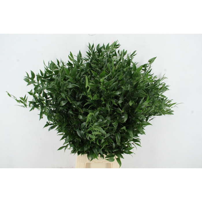 <h4>Danae Racemosa Pb</h4>