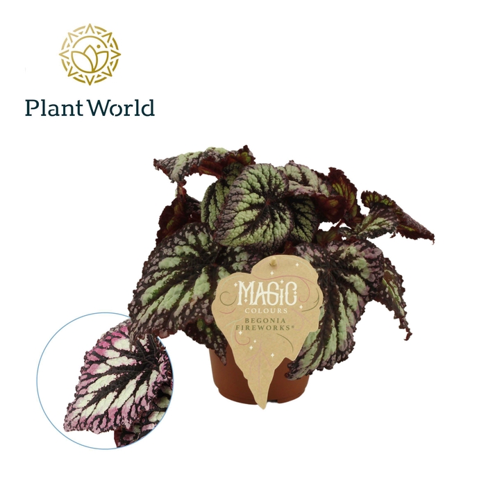 <h4>Begonia rex Fireworks</h4>