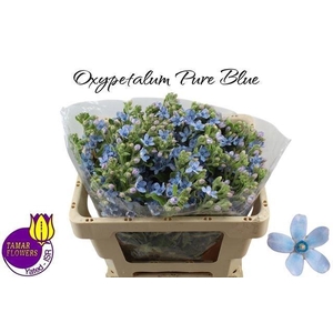 Oxy Co Tan Pure Blu