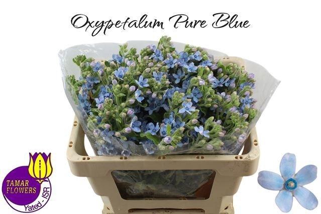 <h4>Oxy Co Tan Pure Blu</h4>