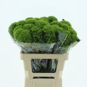 Di Barb Kiwi Mellow Extra