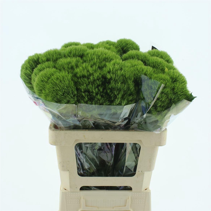 <h4>Di Barb Kiwi Mellow Extra</h4>