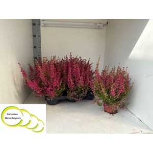 ERICA GRACILIS RED