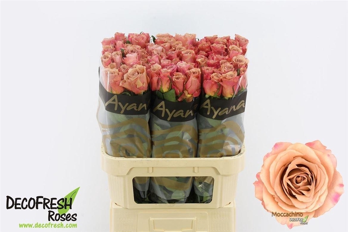 <h4>R Gr Moccachino</h4>