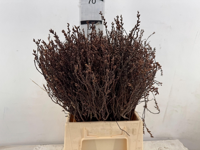 <h4>DECOGROEN OV</h4>