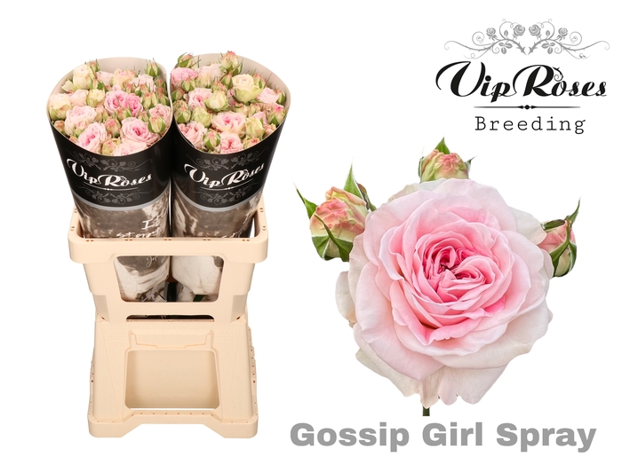 <h4>R TR GOSSIP GIRL</h4>