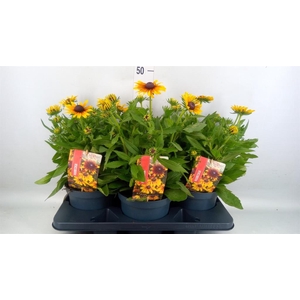 Rudbeckia   ...