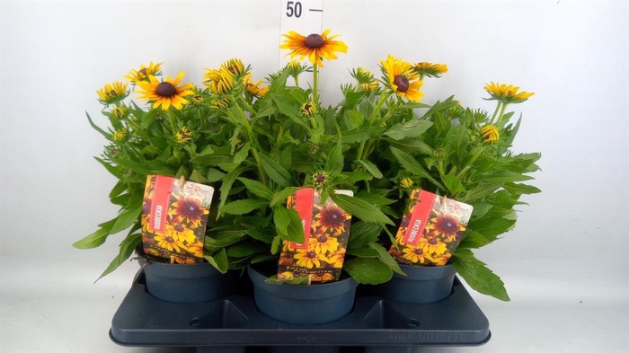 <h4>Rudbeckia   ...</h4>