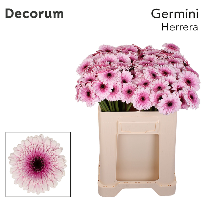 <h4>Germini Herrera Water/Hoes x80</h4>