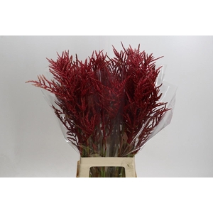 BROMELIABLOEM