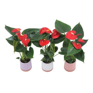 Anthurium XL.17 Easy Red 7cm in keramieken potje