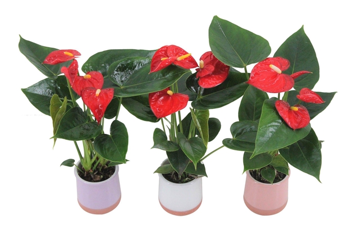 <h4>Anthurium XL.17 Easy Red 7cm in keramieken potje</h4>