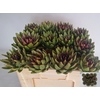 Cynara Sc Green Glob Rauw
