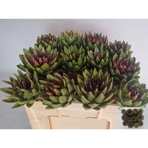Cynara Sc Green Glob