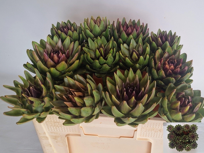 <h4>Cynara Sc Green Glob</h4>