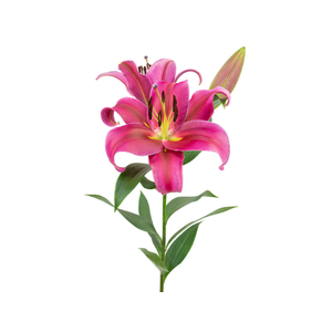LIRIO REDFORD 080 CM HT MIN 2 FLS VERMELHO