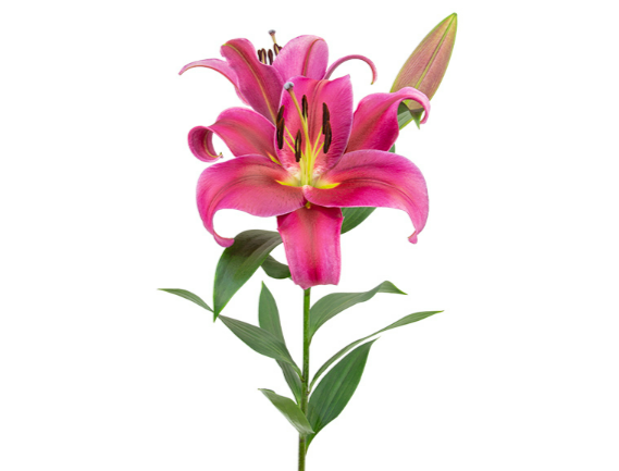 <h4>LIRIO REDFORD 080 CM HT MIN 2 FLS VERMELHO</h4>