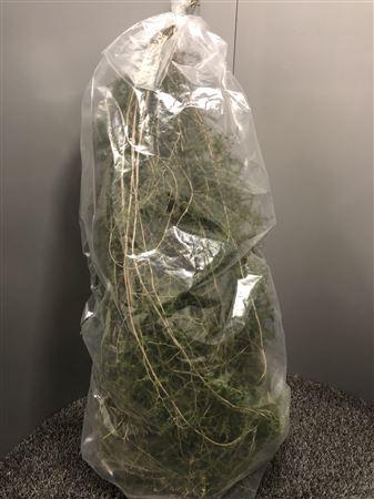 <h4>Asparagus Acutifolius</h4>