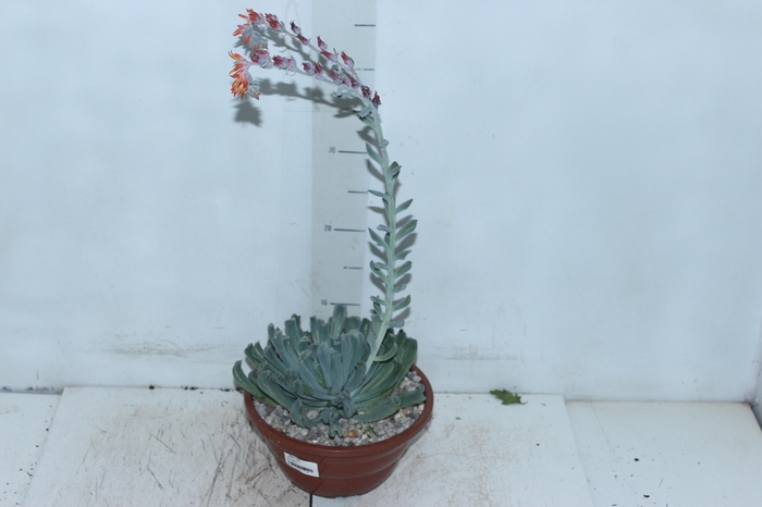 <h4>SUCULENTAS C21</h4>