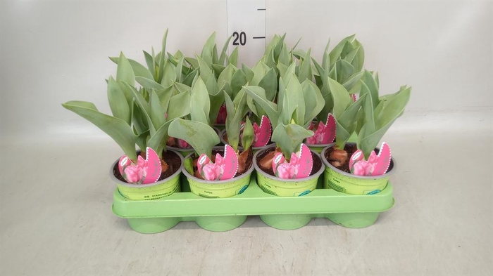 <h4>Tulipa   ...</h4>