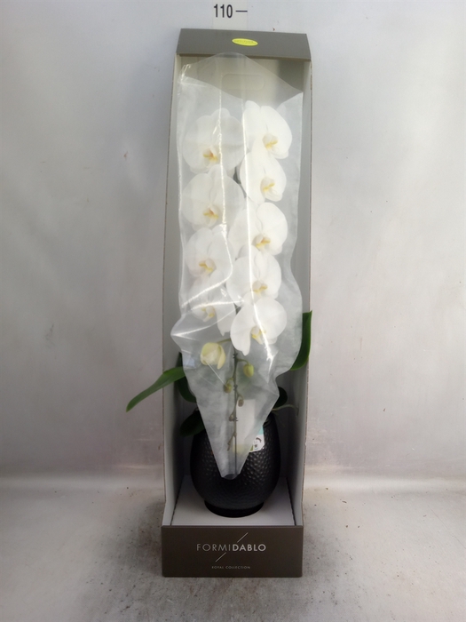 <h4>Phalaenopsis   ...white</h4>