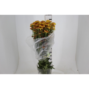CRISANTEMO SANTINI LEXY 080 CM