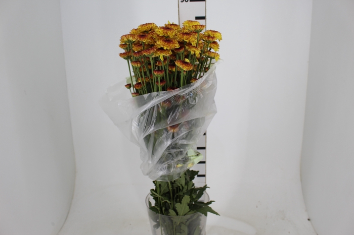 <h4>CRISANTEMO SANTINI LEXY 080 CM</h4>