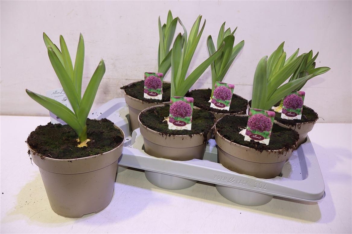 <h4>Alli Giganteum</h4>