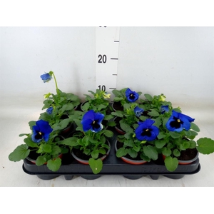 Viola wr. 'Delta Blue wBlotch'