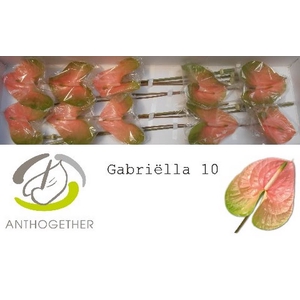 Anth A Gabriella 15 cm X10 Oosterzon