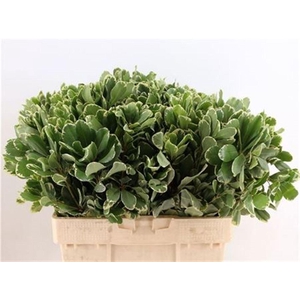 Pitto Ilan 55cm