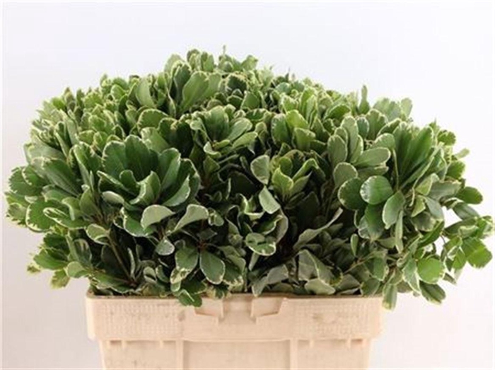 <h4>Pitto Ilan 55cm</h4>