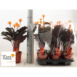 Calathea Crocata 14Ø 40cm 5fl