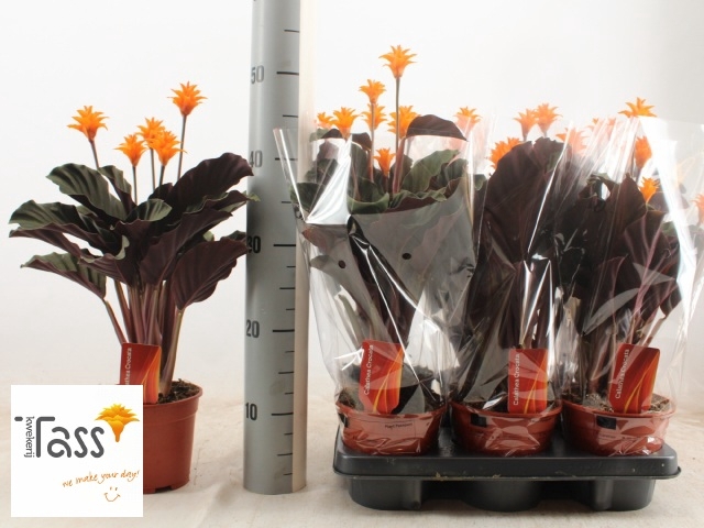 Calathea Crocata 14Ø 40cm 5fl