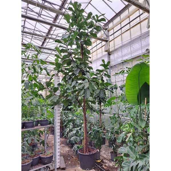 <h4>Ficus Lyrata stam 560</h4>