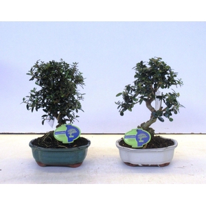 Olea sylvestris, pot 18cm.