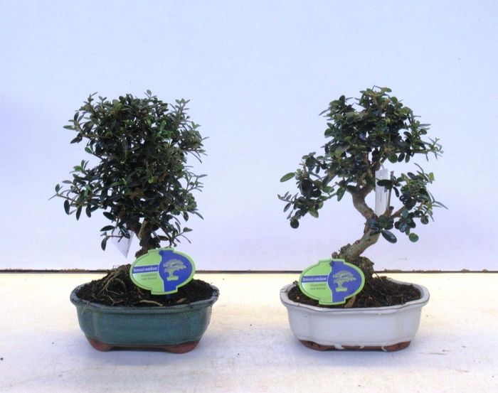 <h4>Olea sylvestris, pot 18cm.</h4>