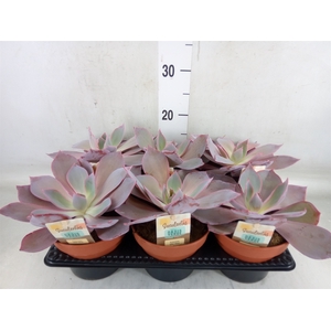 Echeveria   ...