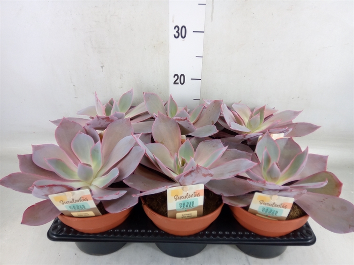 <h4>Echeveria   ...</h4>