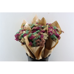 Dried Bqt Riceflower Mix Green Bunch