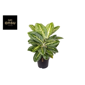 Aglaonema Lemon Mint