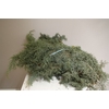 Cypresse 5 Kg