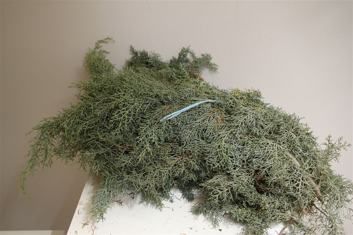 Cypresse 5 Kg