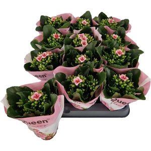 Kalanchoe Else Flowers Andy