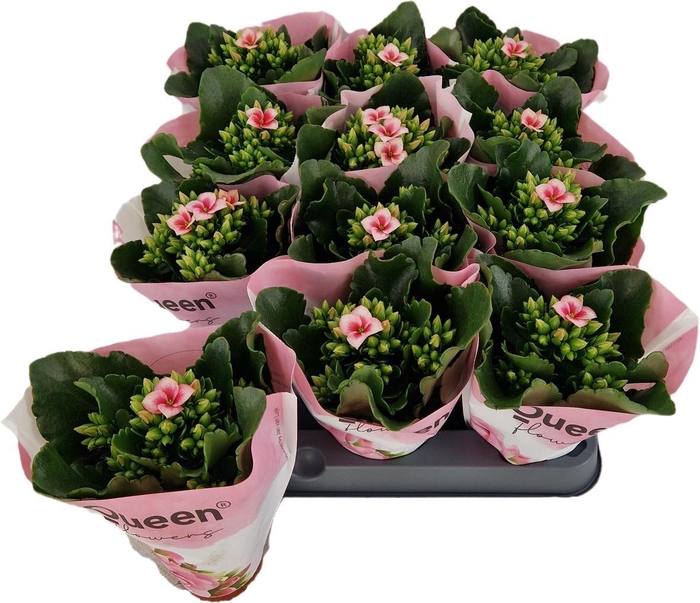<h4>Kalanchoe Else Flowers Andy</h4>