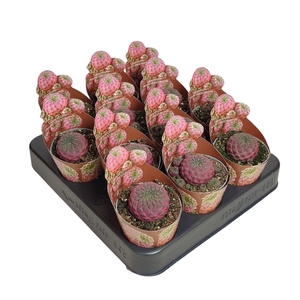 CACTUS OV
