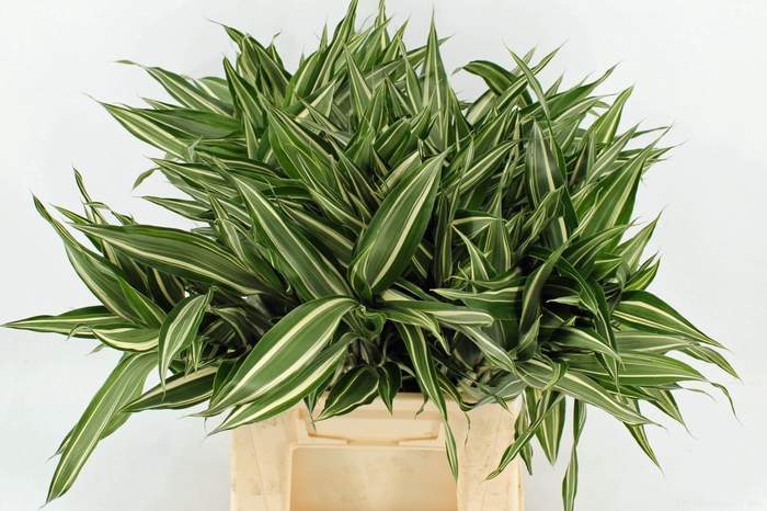 <h4>DRAC SAN VICTORY</h4>