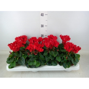 Cyclamen KL 'Compact'