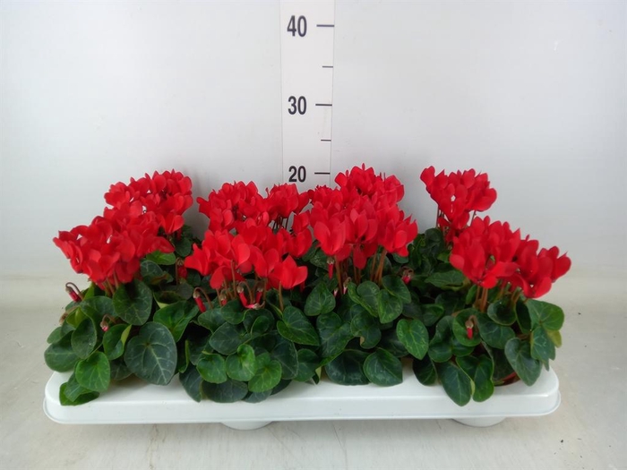 <h4>Cyclamen KL 'Compact'</h4>